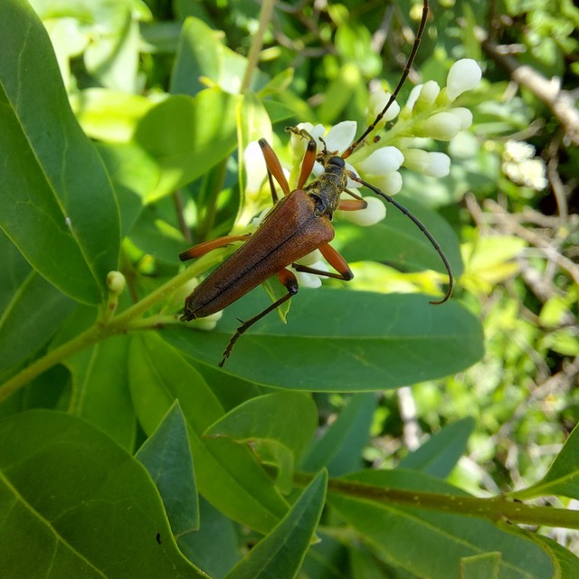 Stenocorus meridianus - fűz-gyökércincér