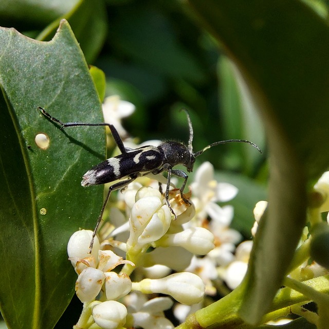 Chlorophorus figuratus - rajzos darázscincér