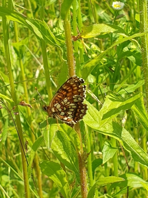 Melitaea diamina - kockás tarkalepke