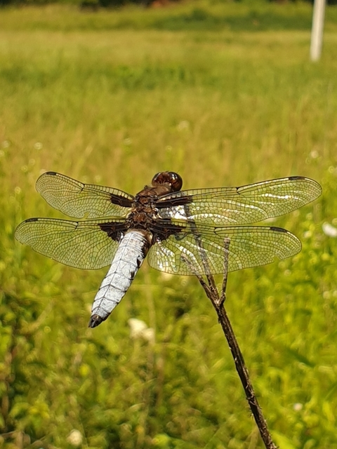 Libellula depressa - széles laposacsa