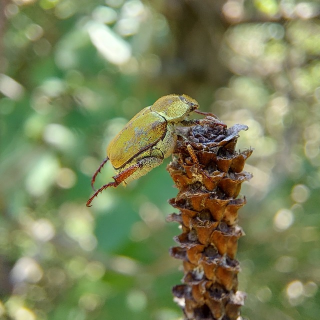Hoplia dilutipes