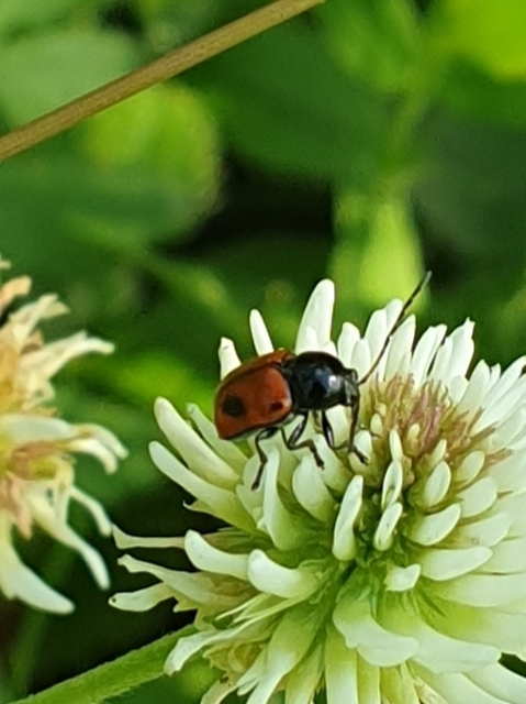 Cryptocephalus bipunctatus - kétpettyes zömökbogár