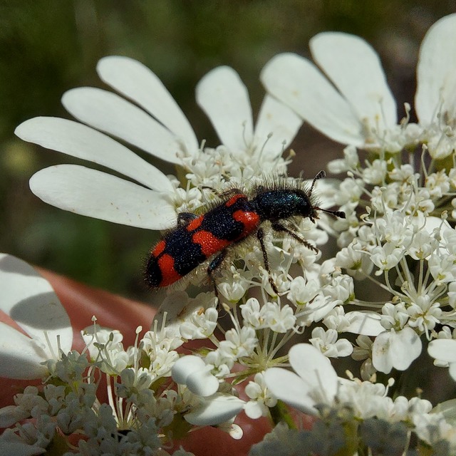 Trichodes favarius - hatfoltos méhészbogár