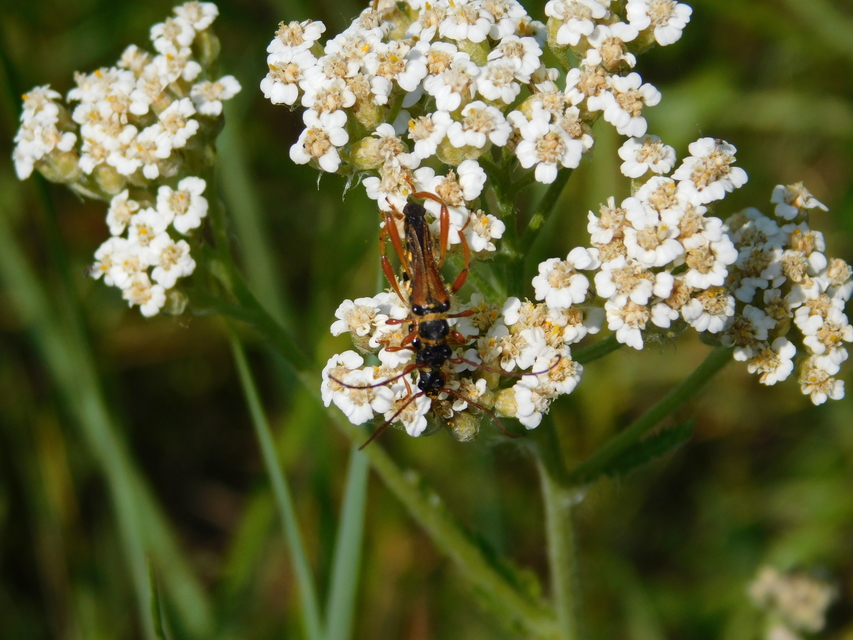 Stenopterus flavicornis - sárgacsápú keskenyfedőscincér