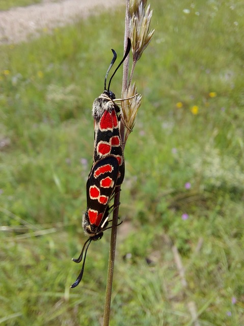 Zygaena carniolica - fehérgyűrűs csüngőlepke