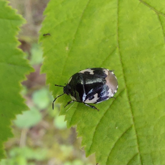 Tritomegas bicolor - foltos földipoloska