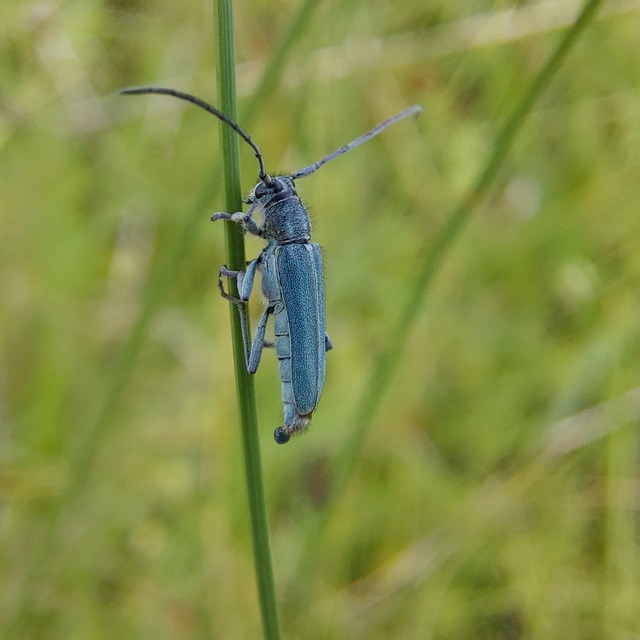 Phytoecia coerulescens - kígyósziszcincér