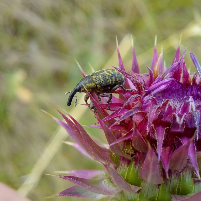 Larinus sturnus - aszat-púderbarkó