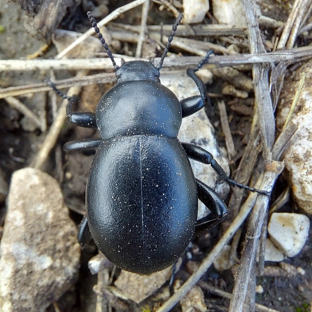 Gnaptor spinimanus - pohos gyászbogár