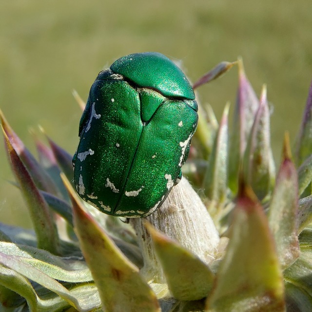 Protaetia ungarica - magyar virágbogár