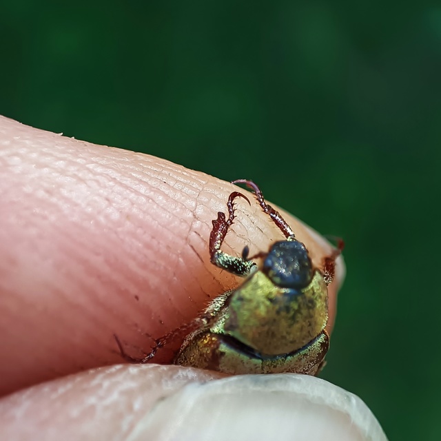 Hoplia dilutipes