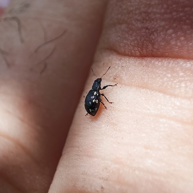 Polydrusus picus - pikkelyfoltos lombormányos