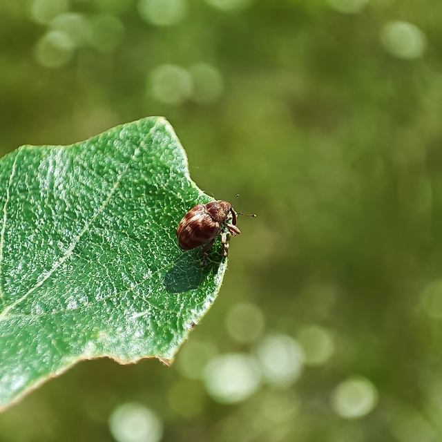 Coeliodes