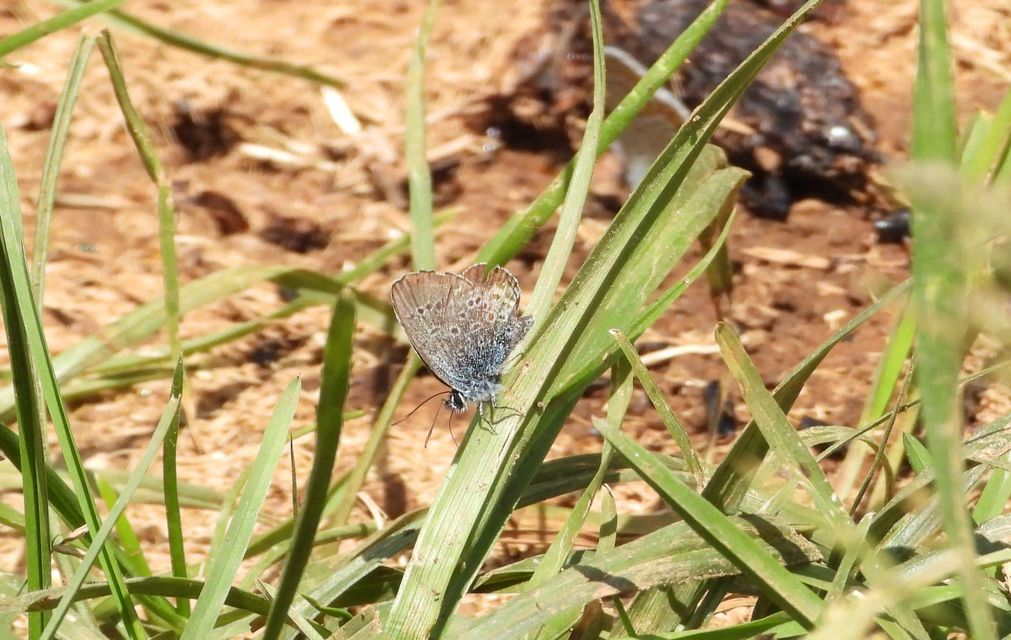 Plebejus argus - ezüstös boglárka Plebejus argus - ezüstös boglárka