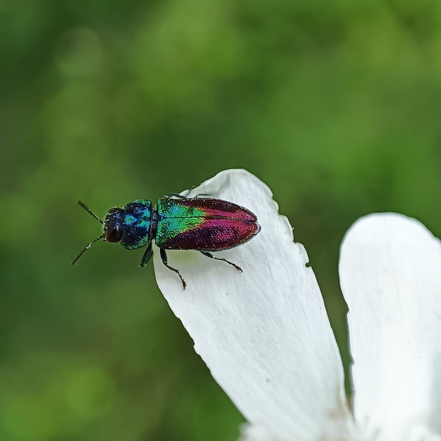 Anthaxia semicuprea - rezes virágdíszbogár