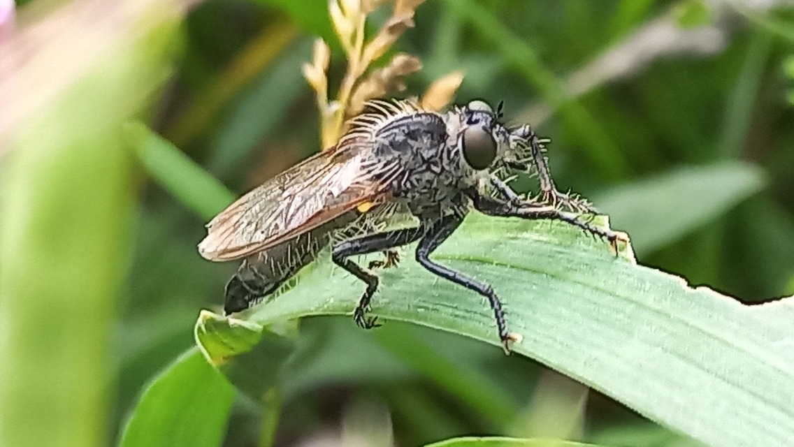 Dysmachus praemorsus