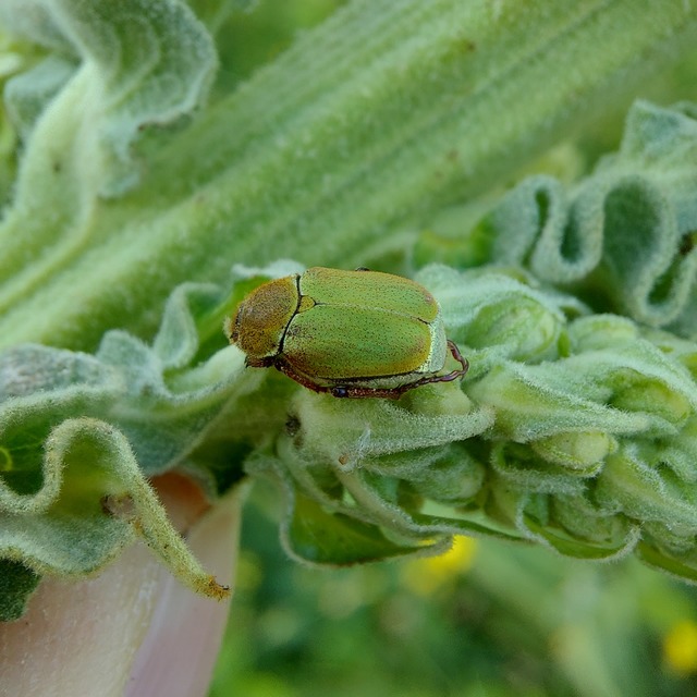 Hoplia dilutipes