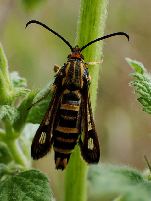 Sesiidae - szitkárfélék