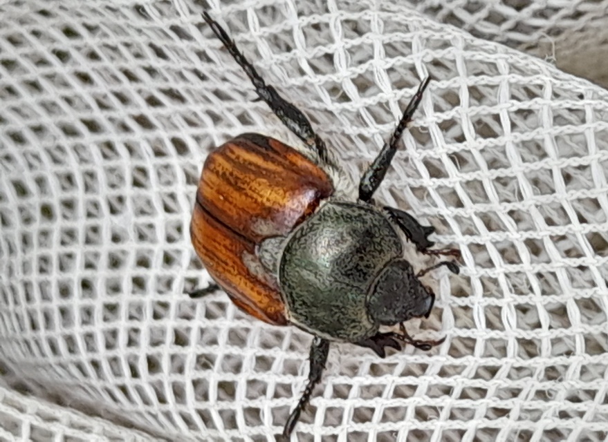 Anisoplia tempestiva - gabonaszipoly