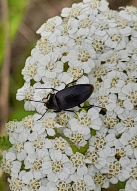 Podonta nigrita - szerecsenbogár