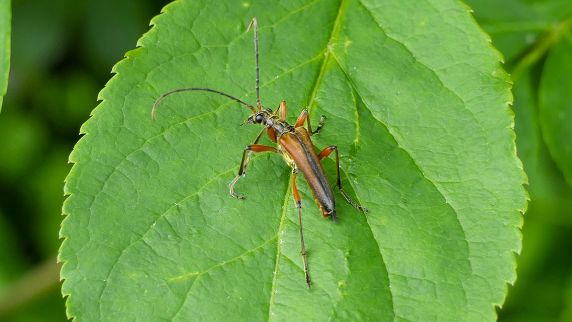Stenocorus meridianus - fűz-gyökércincér