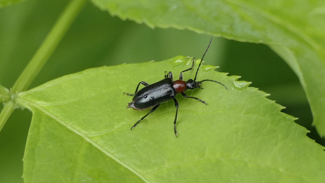Dinoptera collaris - vörösnyakú virágcincér