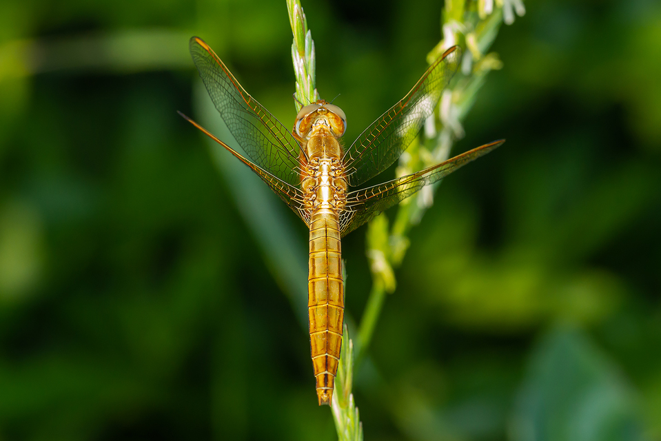 Crocothemis erythraea - skarlát szitakötő