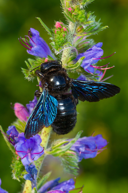 Xylocopa