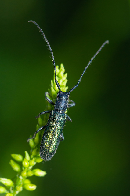 Agapanthia violacea - kék somkórócincér