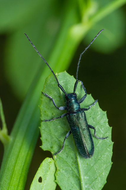 Agapanthia violacea - kék somkórócincér