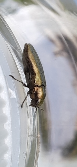 Coraebus elatus - pimpó-díszbogár Coraebus elatus - pimpó-díszbogár