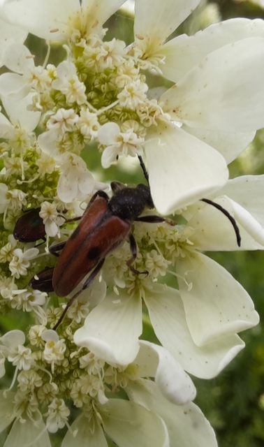 Vadonia unipunctata - kétpettyes virágcincér