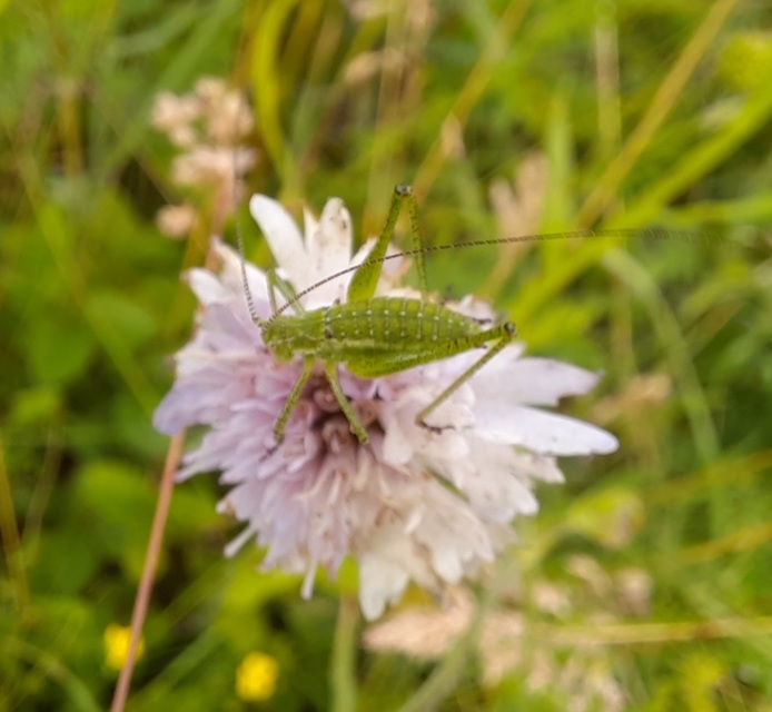Leptophyes albovittata - közönséges virágszöcske