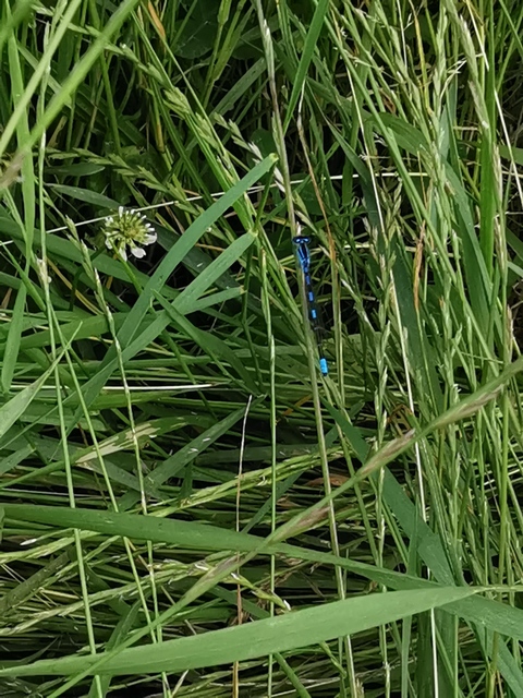 Coenagrion scitulum - mediterrán légivadász