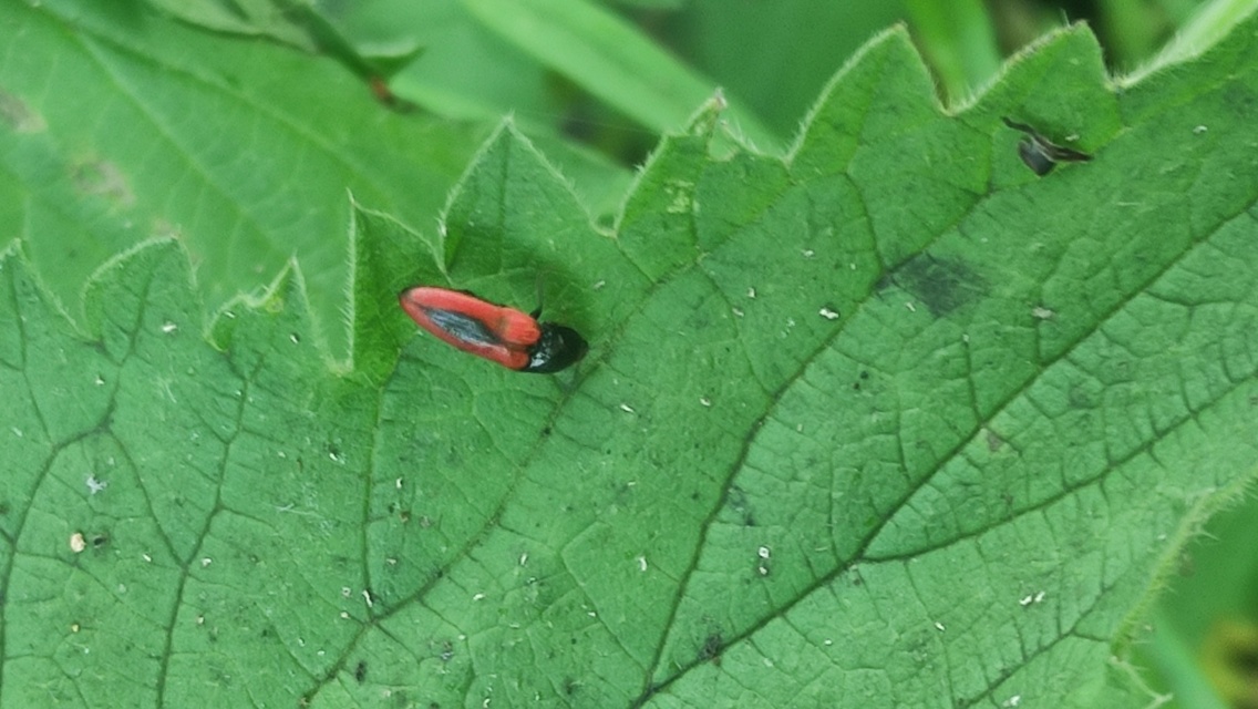 Ampedus sanguinolentus - középfoltos pattanó