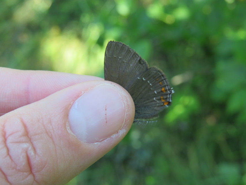 Satyrium ilicis - tölgyfa-csücsköslepke