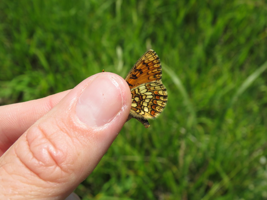 Melitaea aurelia - recés tarkalepke
