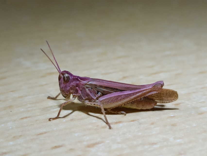 Chorthippus (Glyptobothrus) (subgenus)