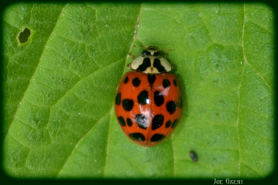 Harmonia axyridis - harlekinkatica