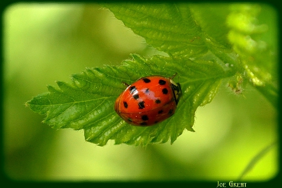 Harmonia axyridis - harlekinkatica