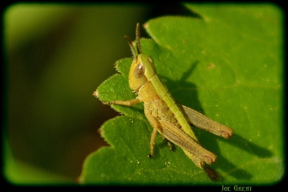 Chorthippus (Chorthippus) (subgenus)