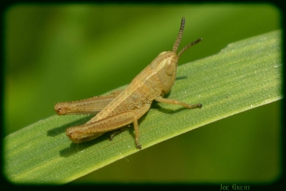 Orthoptera - Egyenesszárnyúak