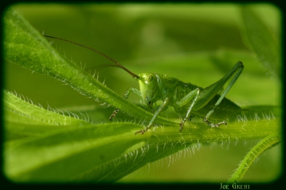 Tettigonia