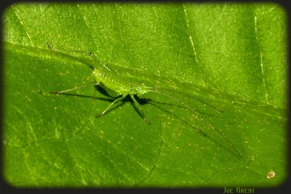 Leptophyes albovittata - közönséges virágszöcske