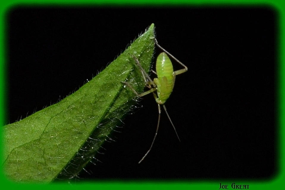 Orthoptera - Egyenesszárnyúak