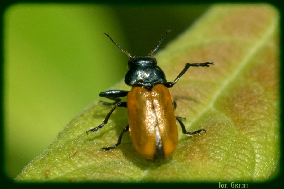 Labidostomis