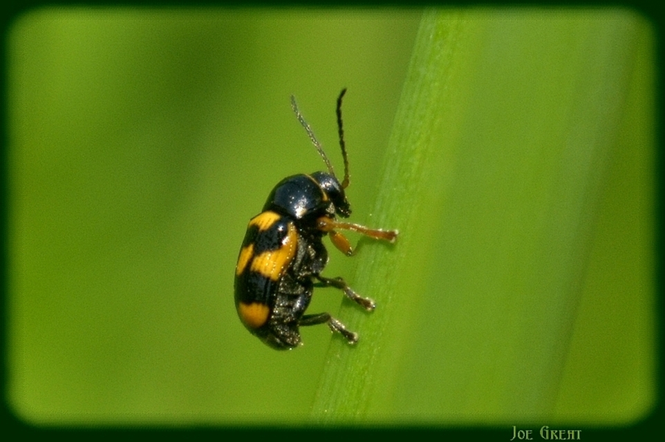 Cryptocephalus anticus - réti zömökbogár