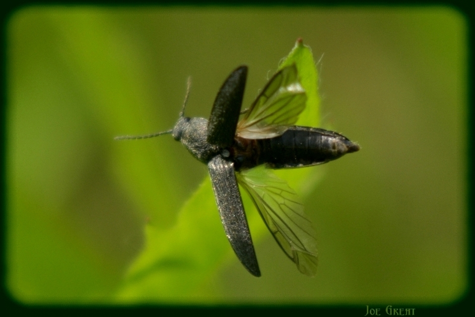 Elateridae - pattanóbogárfélék