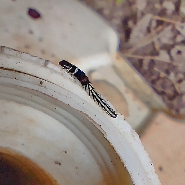 Helcystogramma
