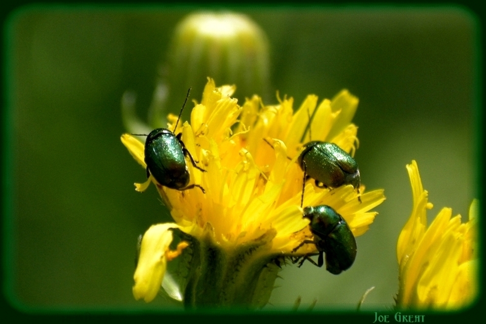 Cryptocephalus